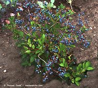 Flora-Strauch-Blaubeere-200108-15.jpg