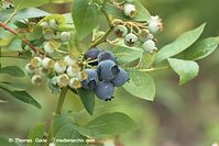 Flora-Strauch-Blaubeeren-20110710-19.jpg