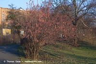 Dateiname=Flora-Strauch-Bluthasel-20140225-094.jpg
Dateigröße=276KB
Abmessungen: 720x478
hinzugefügt am: 01. April 2014 Flora-Strauch-Bluthasel-20140225-094.jpg