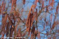 Dateiname=Flora-Strauch-Bluthasel-20140225-096.jpg
Dateigröße=175KB
Abmessungen: 720x478
hinzugefügt am: 01. April 2014 Flora-Strauch-Bluthasel-20140225-096.jpg