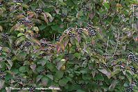 Flora-Strauch-Blutroter-Hartriegel-20090928-104.jpg