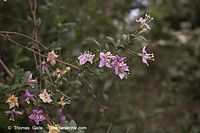 Dateiname=Flora-Strauch-Bockdorn-20060514-17.jpg
Dateigröße=137KB
Abmessungen: 720x480
hinzugefügt am: 01. April 2014 Flora-Strauch-Bockdorn-20060514-17.jpg