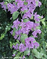 Flora-Strauch-Bougainvillea-200111-117.jpg