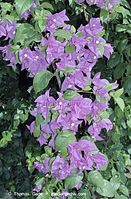 Flora-Strauch-Bougainvillea-200111-118.jpg