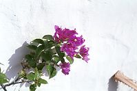 Dateiname=Flora-Strauch-Bougainvillea-200111-20.jpg
Dateigröße=161KB
Abmessungen: 720x480
hinzugefügt am: 01. April 2014 Flora-Strauch-Bougainvillea-200111-20.jpg