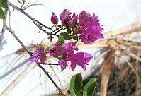 Dateiname=Flora-Strauch-Bougainvillea-200111-21.jpg
Dateigröße=189KB
Abmessungen: 720x493
hinzugefügt am: 01. April 2014 Flora-Strauch-Bougainvillea-200111-21.jpg