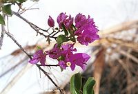 Dateiname=Flora-Strauch-Bougainvillea-200111-22.jpg
Dateigröße=181KB
Abmessungen: 720x494
hinzugefügt am: 01. April 2014 Flora-Strauch-Bougainvillea-200111-22.jpg