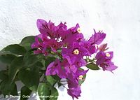Dateiname=Flora-Strauch-Bougainvillea-200111-24.jpg
Dateigröße=169KB
Abmessungen: 720x515
hinzugefügt am: 01. April 2014 Flora-Strauch-Bougainvillea-200111-24.jpg