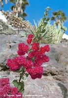 Dateiname=Flora-Strauch-Bougainvillea-20011100-31.jpg
Dateigröße=224KB
Abmessungen: 499x720
hinzugefügt am: 01. April 2014 Flora-Strauch-Bougainvillea-20011100-31.jpg