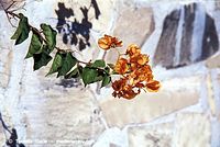 Dateiname=Flora-Strauch-Bougainvillea-2011-83.jpg
Dateigröße=200KB
Abmessungen: 720x483
hinzugefügt am: 01. April 2014 Flora-Strauch-Bougainvillea-2011-83.jpg
