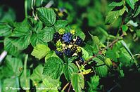 Dateiname=Flora-Strauch-Brombeeren-1994-06.jpg
Dateigröße=255KB
Abmessungen: 720x473
hinzugefügt am: 01. April 2014 Flora-Strauch-Brombeeren-1994-06.jpg