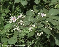 Dateiname=Flora-Strauch-Brombeeren-200107-56.jpg
Dateigröße=230KB
Abmessungen: 720x580
hinzugefügt am: 01. April 2014 Flora-Strauch-Brombeeren-200107-56.jpg