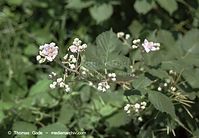 Dateiname=Flora-Strauch-Brombeeren-200107-58.jpg
Dateigröße=175KB
Abmessungen: 720x500
hinzugefügt am: 01. April 2014 Flora-Strauch-Brombeeren-200107-58.jpg