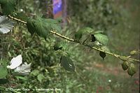Flora-Strauch-Brombeeren-200107-61.jpg