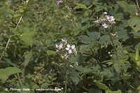 Flora-Strauch-Brombeeren-20050807-53.jpg
