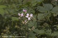 Flora-Strauch-Brombeeren-20050807-54.jpg