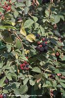 Flora-Strauch-Brombeeren-20060816-14.jpg