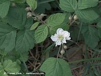 Flora-Strauch-Brombeeren-20090510-14.jpg