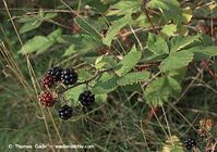 Flora-Strauch-Brombeeren-20090725-115.jpg