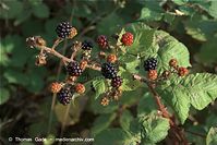Flora-Strauch-Brombeeren-20090725-116.jpg