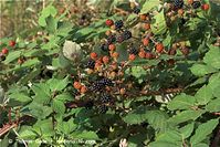 Flora-Strauch-Brombeeren-20090725-117.jpg