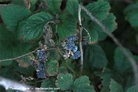Flora-Strauch-Brombeeren-20090925-095.jpg