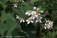 Flora-Strauch-Brombeeren-20100701-10.jpg