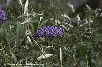 Flora-Strauch-Buddleia-20100919-37.jpg