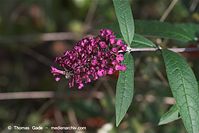 Flora-Strauch-Buddleia-20101001-42.jpg