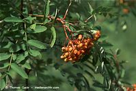 Flora-Strauch-Eberesche-20090621-41.jpg