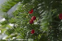 Flora-Strauch-Eibe-20100918-14.jpg