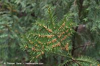 Flora-Strauch-Eibe-20140404-138.jpg