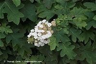 Flora-Strauch-Eichenblaettrige-Hortensie-20090726-51.jpg