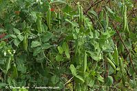Dateiname=Flora-Strauch-Erbsen-20110704-33.jpg
Dateigröße=276KB
Abmessungen: 720x478
hinzugefügt am: 01. April 2014 Flora-Strauch-Erbsen-20110704-33.jpg