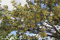 Flora-Strauch-Erbsenstrauch-2006051428.jpg