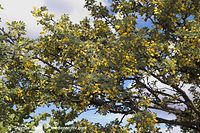 Flora-Strauch-Erbsenstrauch-2006051429.jpg
