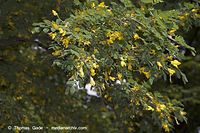 Flora-Strauch-Erbsenstrauch-2006051433.jpg