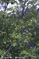 Dateiname=Flora-Strauch-Erbsenstrauch-20070422-163.jpg
Dateigröße=256KB
Abmessungen: 484x720
hinzugefügt am: 01. April 2014 Flora-Strauch-Erbsenstrauch-20070422-163.jpg