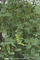 Dateiname=Flora-Strauch-Erbsenstrauch-20070517-82.jpg
Dateigröße=258KB
Abmessungen: 484x720
hinzugefügt am: 01. April 2014 Flora-Strauch-Erbsenstrauch-20070517-82.jpg