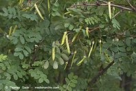 Dateiname=Flora-Strauch-Erbsenstrauch-20070517-83.jpg
Dateigröße=206KB
Abmessungen: 720x484
hinzugefügt am: 01. April 2014 Flora-Strauch-Erbsenstrauch-20070517-83.jpg