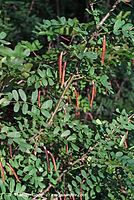 Dateiname=Flora-Strauch-Erbsenstrauch-20070708-20.jpg
Dateigröße=276KB
Abmessungen: 483x720
hinzugefügt am: 01. April 2014 Flora-Strauch-Erbsenstrauch-20070708-20.jpg