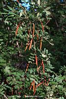 Dateiname=Flora-Strauch-Erbsenstrauch-20070708-21.jpg
Dateigröße=232KB
Abmessungen: 483x720
hinzugefügt am: 01. April 2014 Flora-Strauch-Erbsenstrauch-20070708-21.jpg