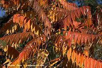 Dateiname=Flora-Strauch-Essigbaum-20101010-36.jpg
Dateigröße=275KB
Abmessungen: 720x481
hinzugefügt am: 01. April 2014 Flora-Strauch-Essigbaum-20101010-36.jpg