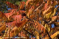 Dateiname=Flora-Strauch-Essigbaum-20101010-38.jpg
Dateigröße=303KB
Abmessungen: 720x481
hinzugefügt am: 01. April 2014 Flora-Strauch-Essigbaum-20101010-38.jpg