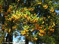 Dateiname=Flora-Strauch-Feuerdorn-20041009-24.jpg
Dateigröße=304KB
Abmessungen: 720x541
hinzugefügt am: 01. April 2014 Flora-Strauch-Feuerdorn-20041009-24.jpg