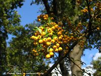 Dateiname=Flora-Strauch-Feuerdorn-20041009-25.jpg
Dateigröße=215KB
Abmessungen: 720x541
hinzugefügt am: 01. April 2014 Flora-Strauch-Feuerdorn-20041009-25.jpg