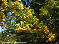 Dateiname=Flora-Strauch-Feuerdorn-20041009-28.jpg
Dateigröße=258KB
Abmessungen: 720x541
hinzugefügt am: 01. April 2014 Flora-Strauch-Feuerdorn-20041009-28.jpg