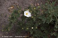 Dateiname=Flora-Strauch-Fingerstrauch-20060514-28.jpg
Dateigröße=178KB
Abmessungen: 720x480
hinzugefügt am: 01. April 2014 Flora-Strauch-Fingerstrauch-20060514-28.jpg