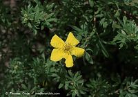Dateiname=Flora-Strauch-Fingerstrauch-20090531-58.jpg
Dateigröße=169KB
Abmessungen: 720x505
hinzugefügt am: 01. April 2014 Flora-Strauch-Fingerstrauch-20090531-58.jpg