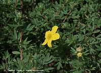 Dateiname=Flora-Strauch-Fingerstrauch-20090531-59.jpg
Dateigröße=226KB
Abmessungen: 720x520
hinzugefügt am: 01. April 2014 Flora-Strauch-Fingerstrauch-20090531-59.jpg